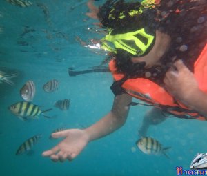 ทริปดำน้ำเกาทะลุ 02 ส.ค. 2559