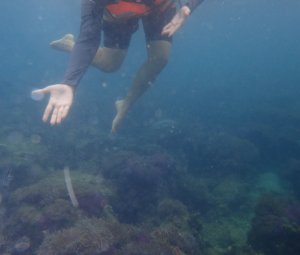 ทริปดำน้ำเกาทะลุ 09 ส.ค. 2559