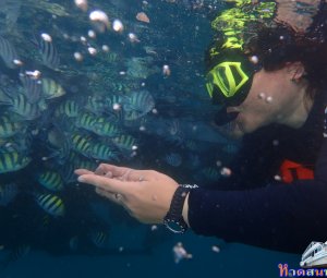 ทริปดำน้ำเกาทะลุ 11 ส.ค. 2559